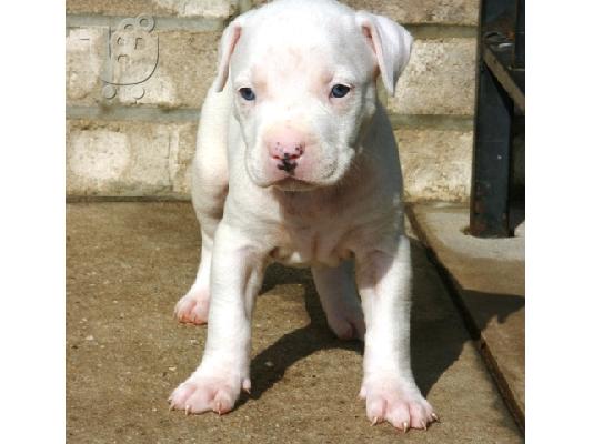 PoulaTo: Αμερικανικά κουτάβια τεριέ Pit Bull ..